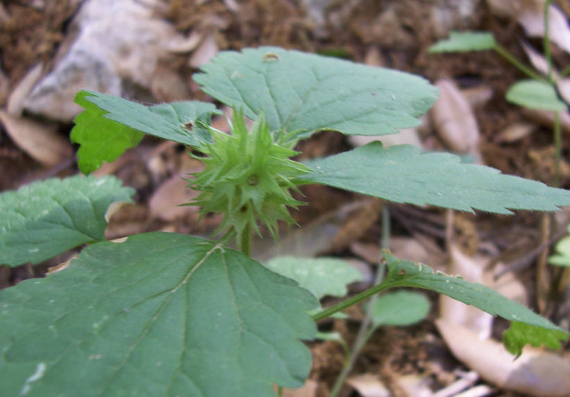 Lamium pubescens